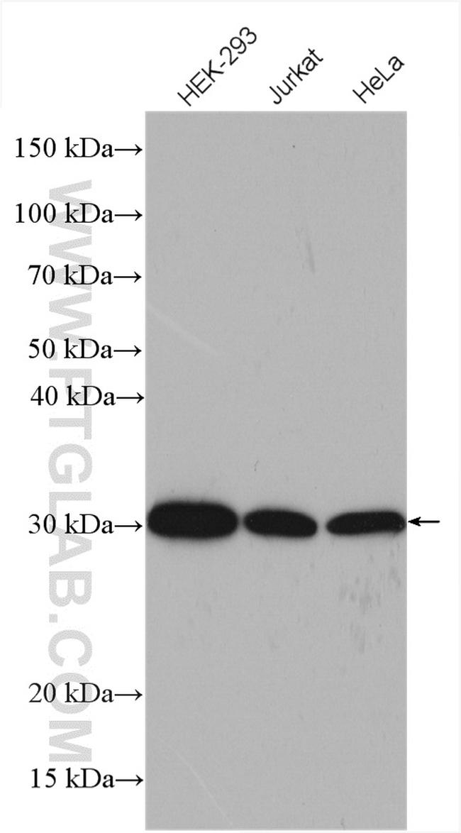 PEF1 Antibody in Western Blot (WB)