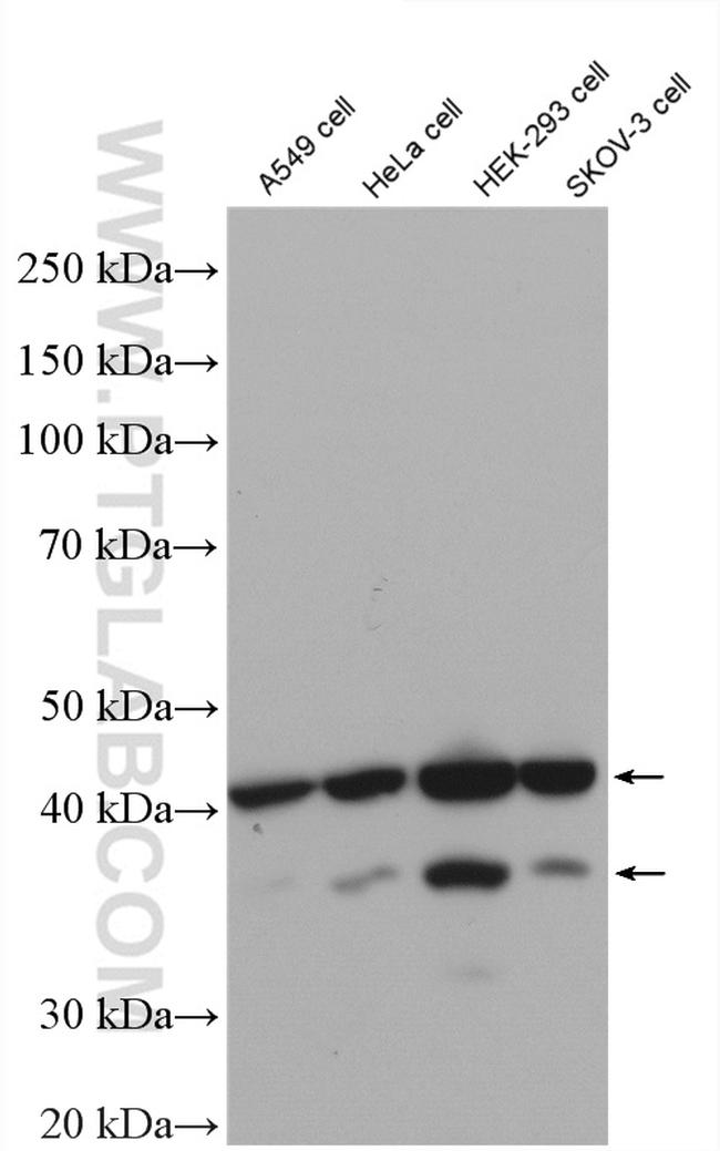 DFF45/DFFA Antibody in Western Blot (WB)