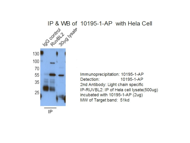 RUVBL2 Antibody in Immunoprecipitation (IP)