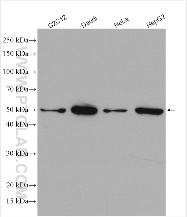 RUVBL2 Antibody in Western Blot (WB)