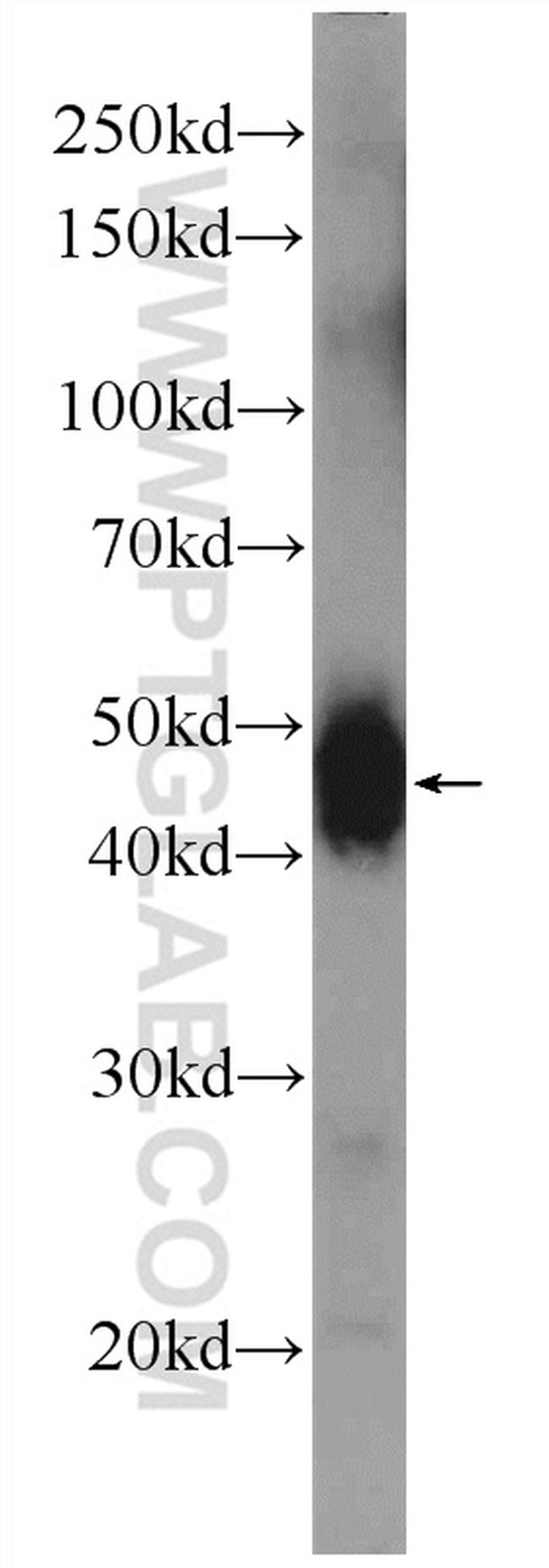 RUVBL2 Antibody in Western Blot (WB)