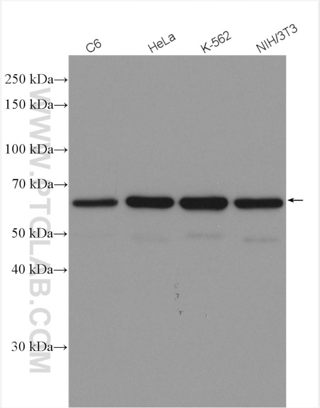 HDAC1 Antibody in Western Blot (WB)