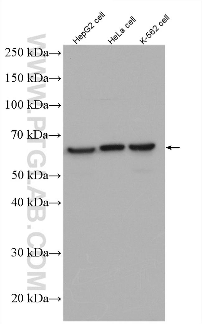 HDAC1 Antibody in Western Blot (WB)