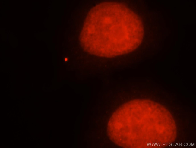 APEX1 Antibody in Immunocytochemistry (ICC/IF)