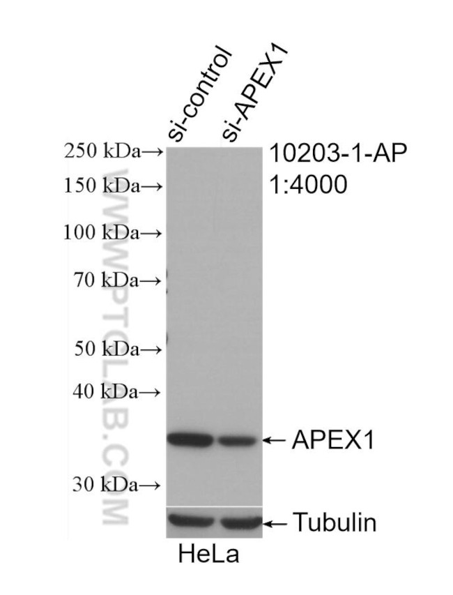 APEX1 Antibody in Western Blot (WB)