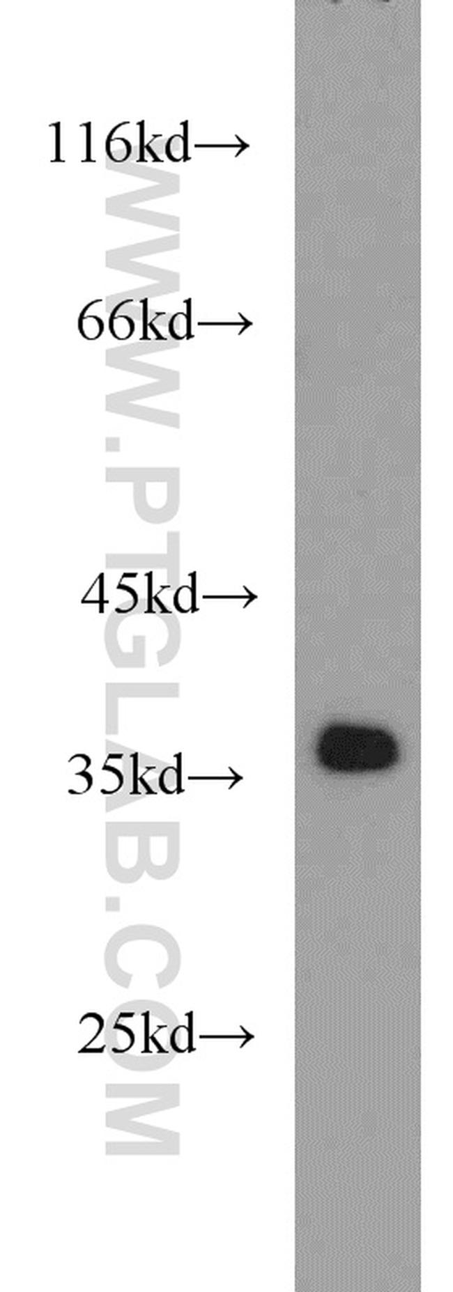 APEX1 Antibody in Western Blot (WB)