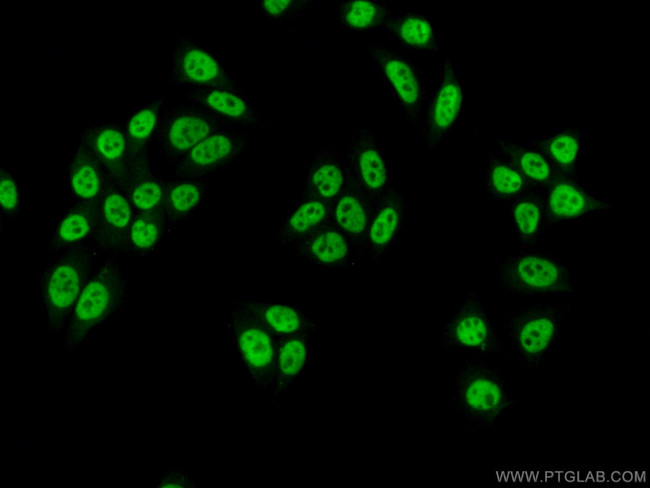 SNRPA Antibody in Immunocytochemistry (ICC/IF)