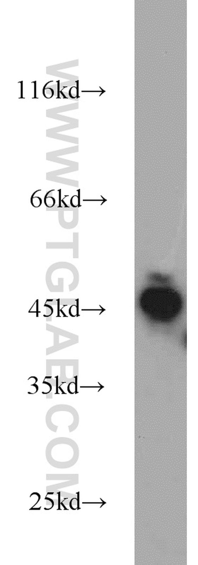 CDC37 Antibody in Western Blot (WB)