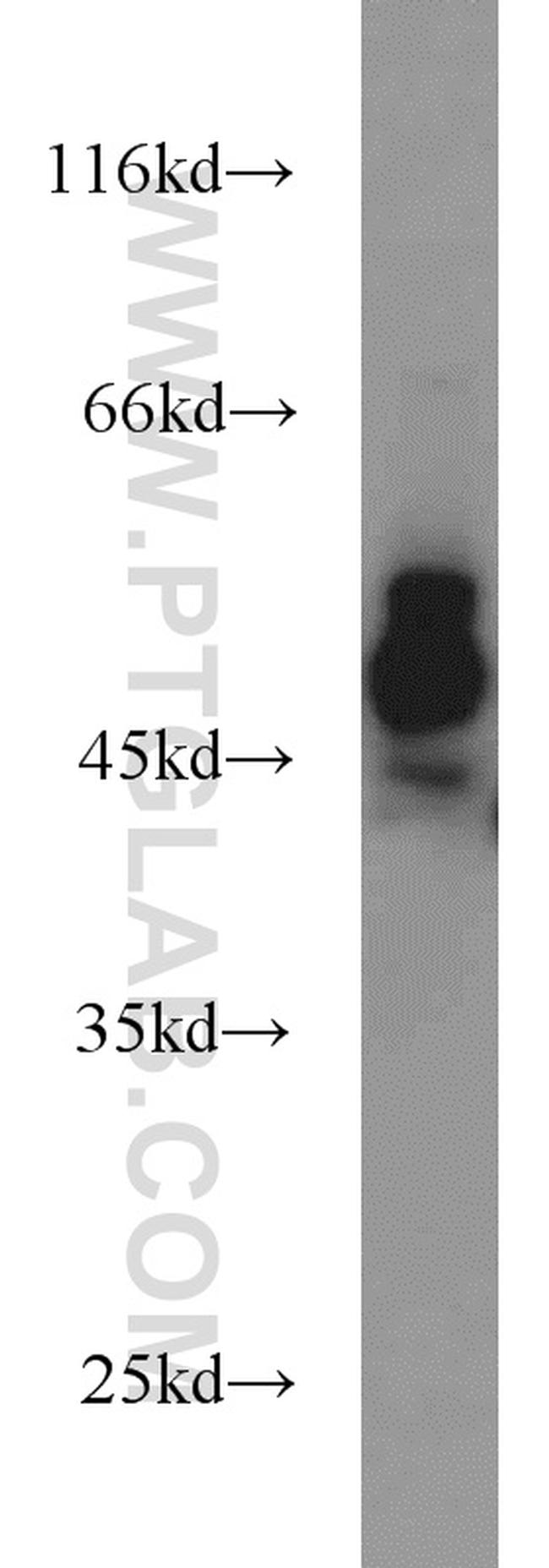 CDC37 Antibody in Western Blot (WB)