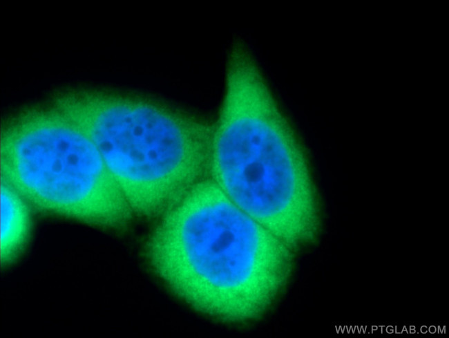 CDC37 Antibody in Immunocytochemistry (ICC/IF)