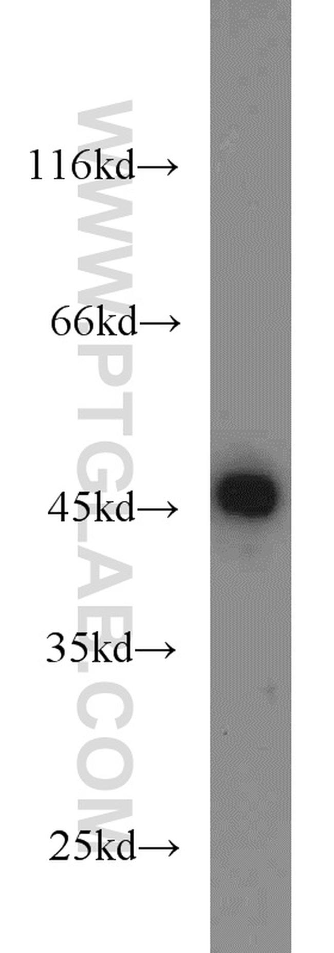 CDC37 Antibody in Western Blot (WB)