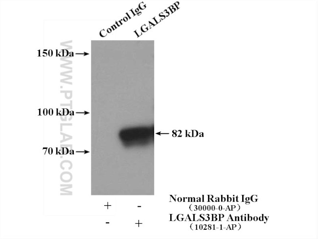 LGALS3BP Antibody in Immunoprecipitation (IP)