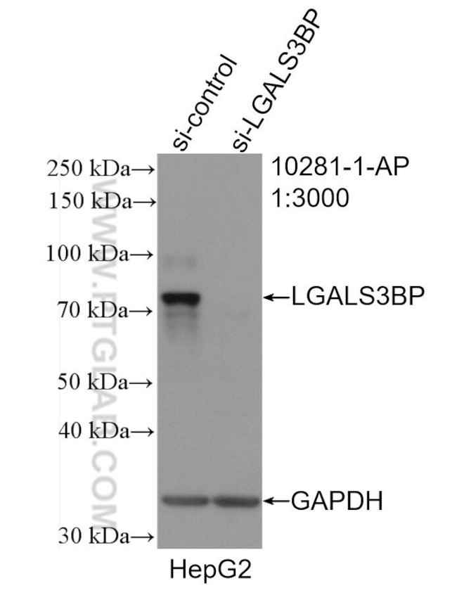 LGALS3BP Antibody in Western Blot (WB)