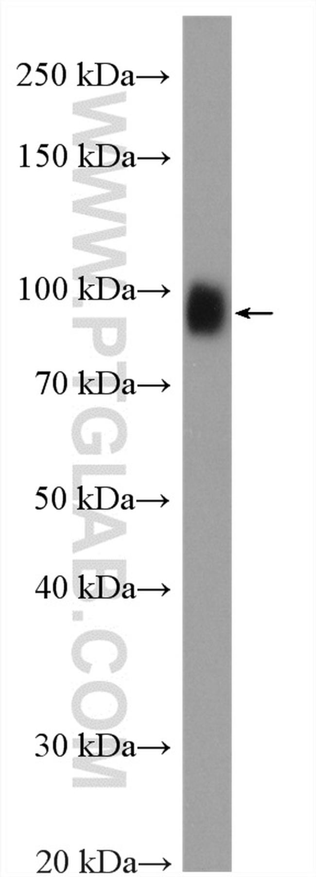 LGALS3BP Antibody in Western Blot (WB)