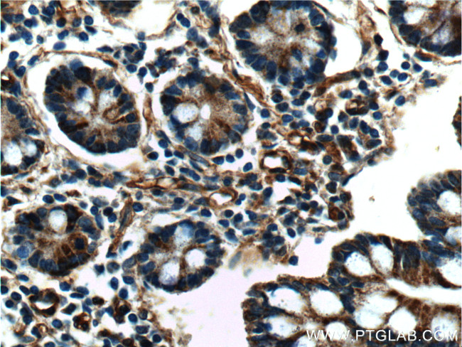 CIAO1 Antibody in Immunohistochemistry (Paraffin) (IHC (P))