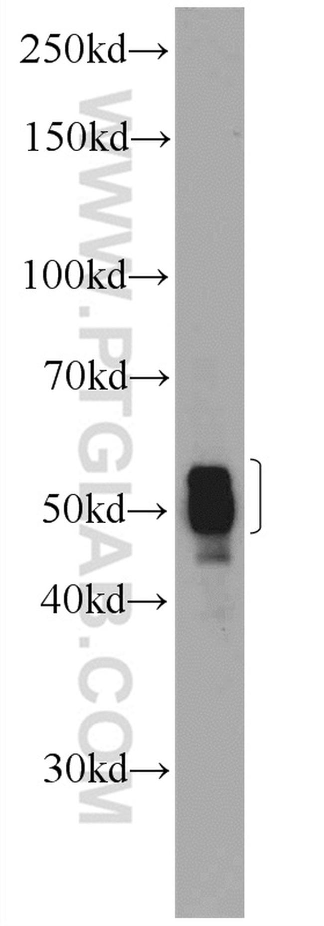 CIAO1 Antibody in Western Blot (WB)