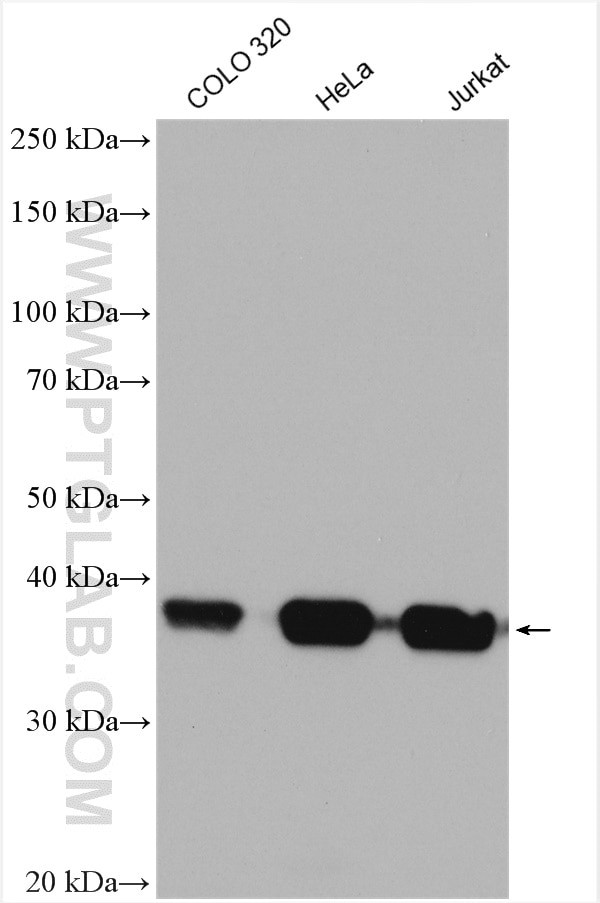 B23/NPM1 Antibody in Western Blot (WB)