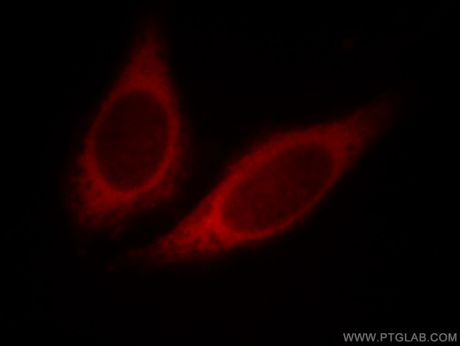 HBS1L Antibody in Immunocytochemistry (ICC/IF)