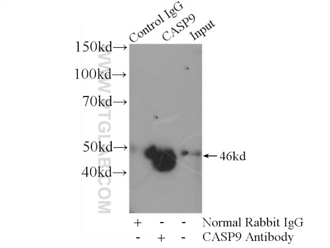 Caspase 9/p35/p10 Antibody in Immunoprecipitation (IP)