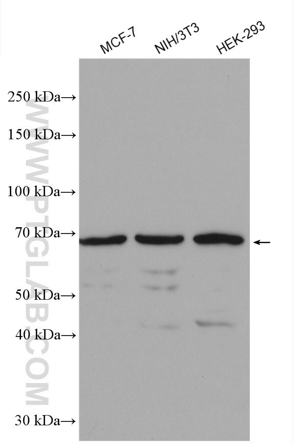 USP2 Antibody in Western Blot (WB)