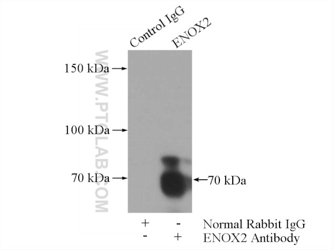 ENOX2 Antibody in Immunoprecipitation (IP)