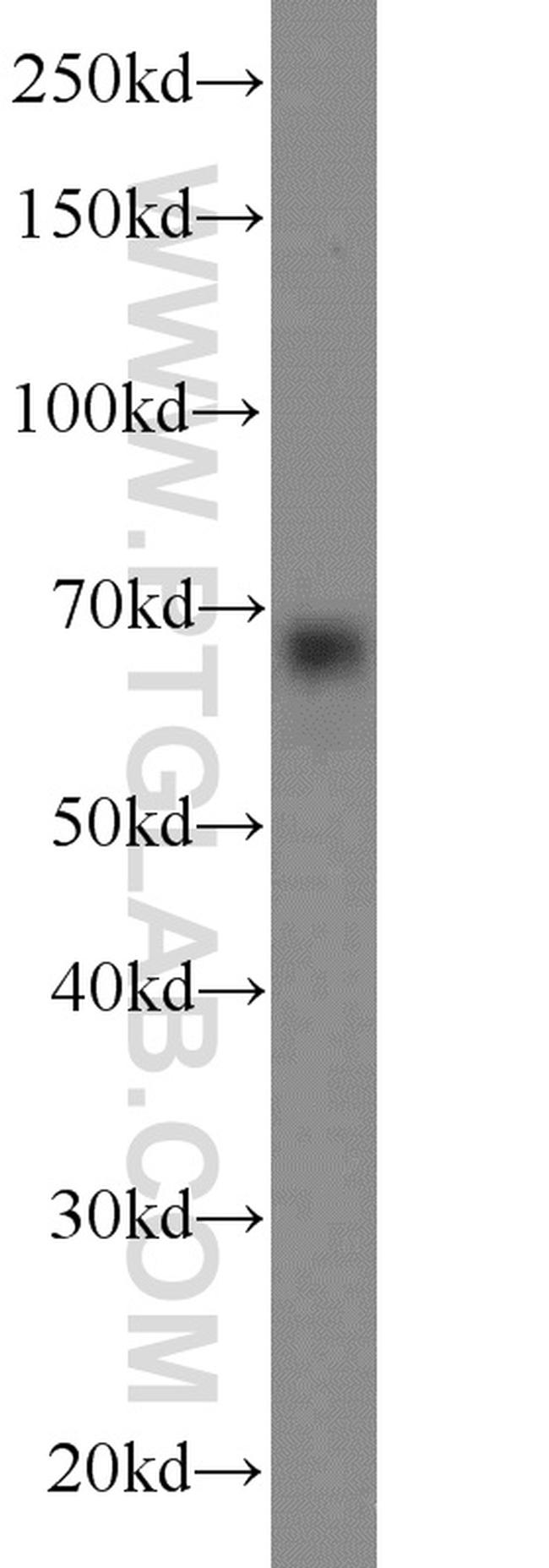 ENOX2 Antibody in Western Blot (WB)