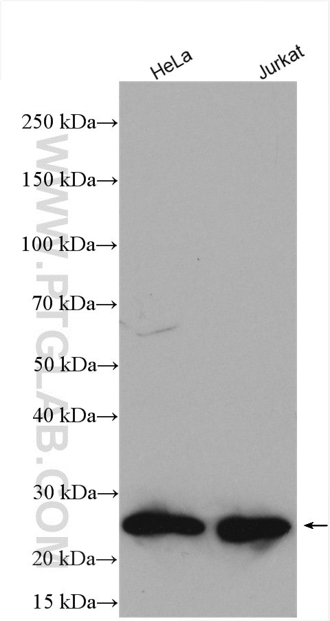 BAD Antibody in Western Blot (WB)