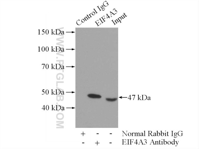 EIF4A3 Antibody in Immunoprecipitation (IP)