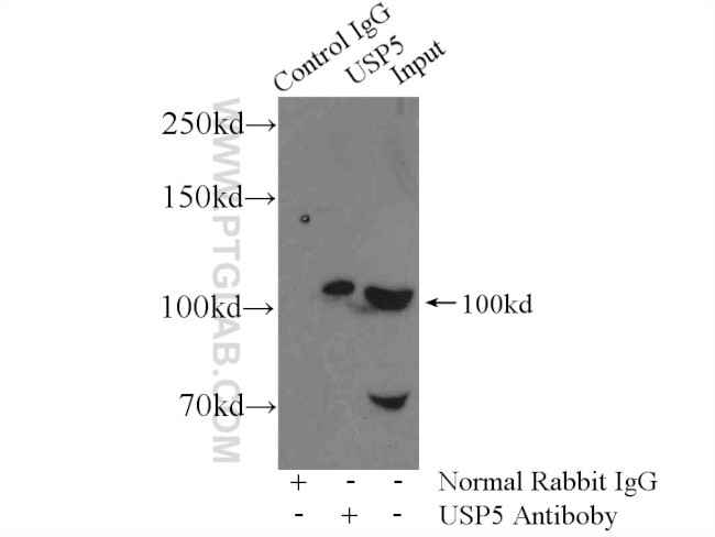 USP5 Antibody in Immunoprecipitation (IP)