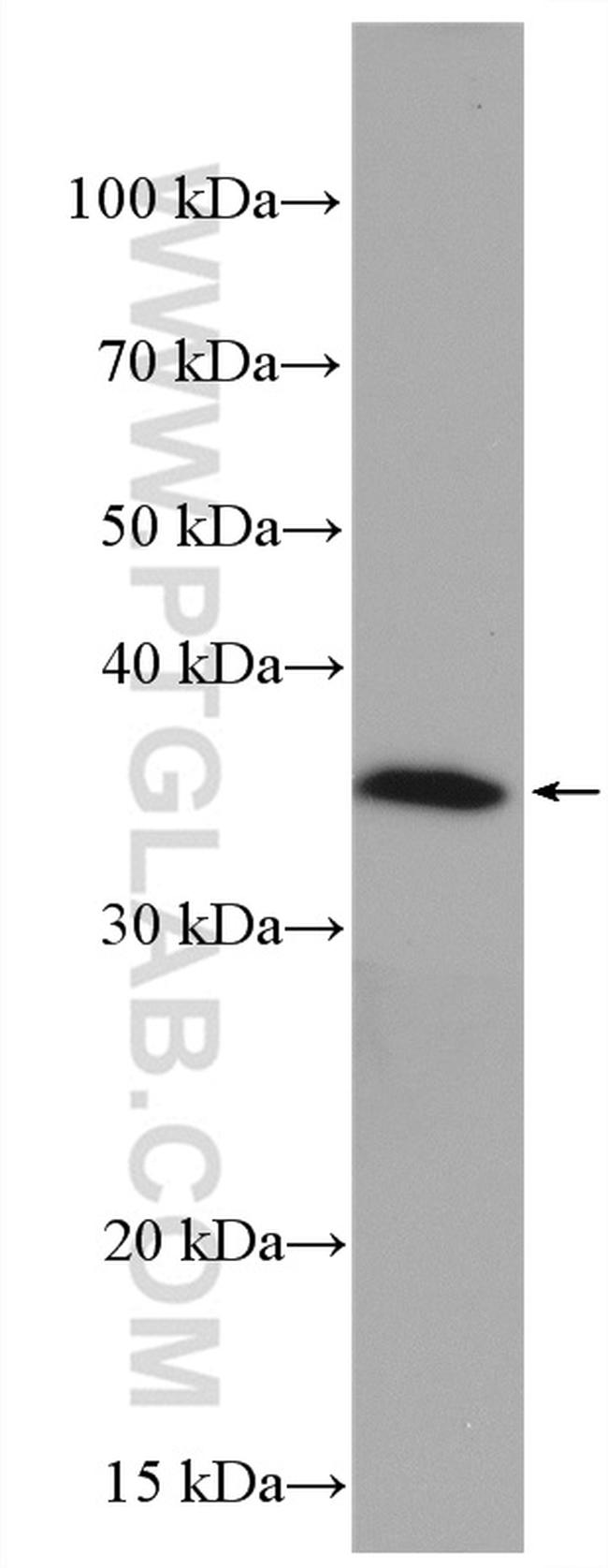 GAPDH Antibody in Western Blot (WB)