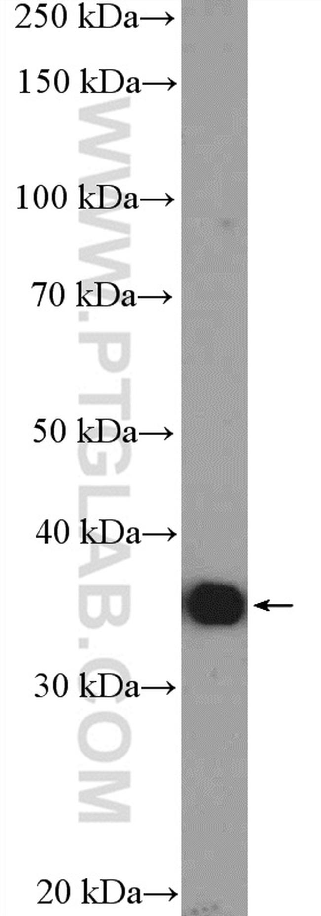 GAPDH Antibody in Western Blot (WB)