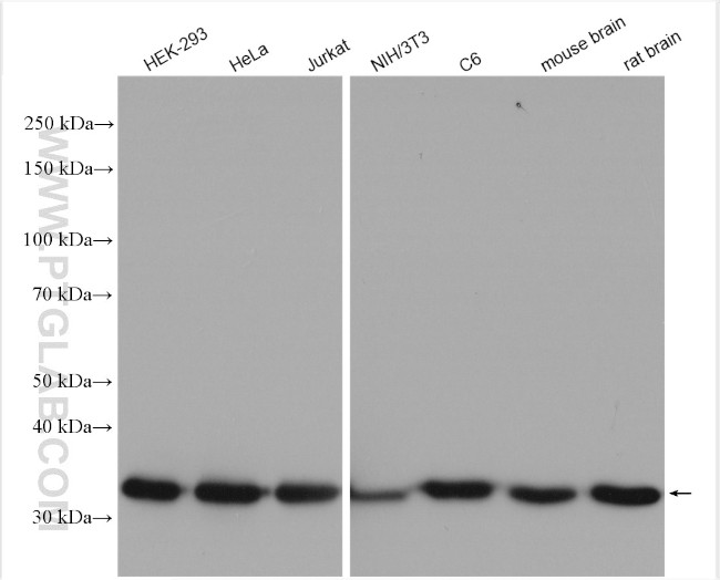 GAPDH Polyclonal Antibody (10494-1-AP)