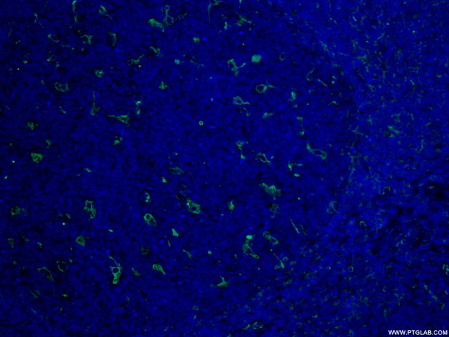 CD18 Antibody in Immunohistochemistry (PFA fixed) (IHC (PFA))