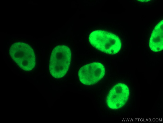 HNRNPUL1 Antibody in Immunocytochemistry (ICC/IF)