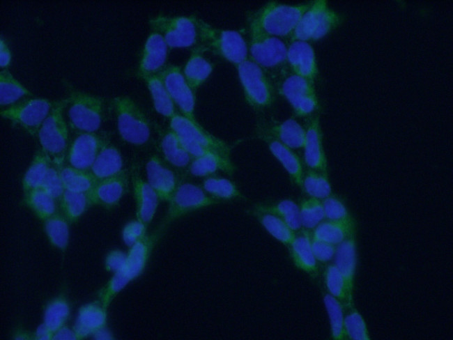 TRAPA/SSR1 Antibody in Immunocytochemistry (ICC/IF)