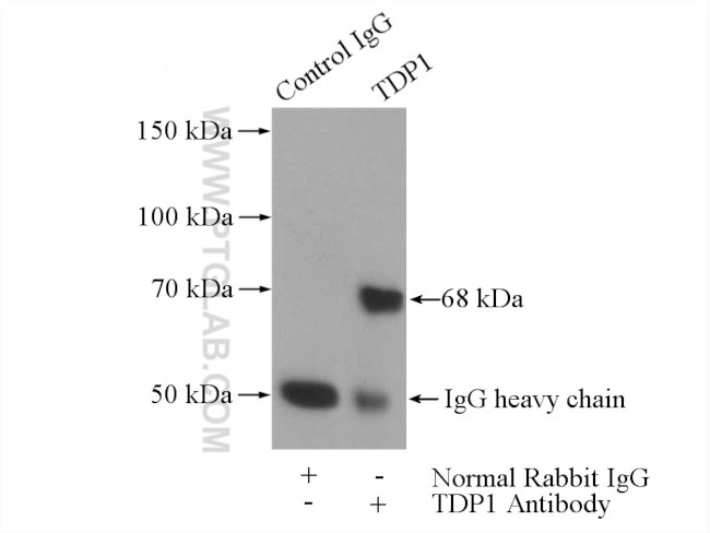 TDP1 Antibody in Immunoprecipitation (IP)