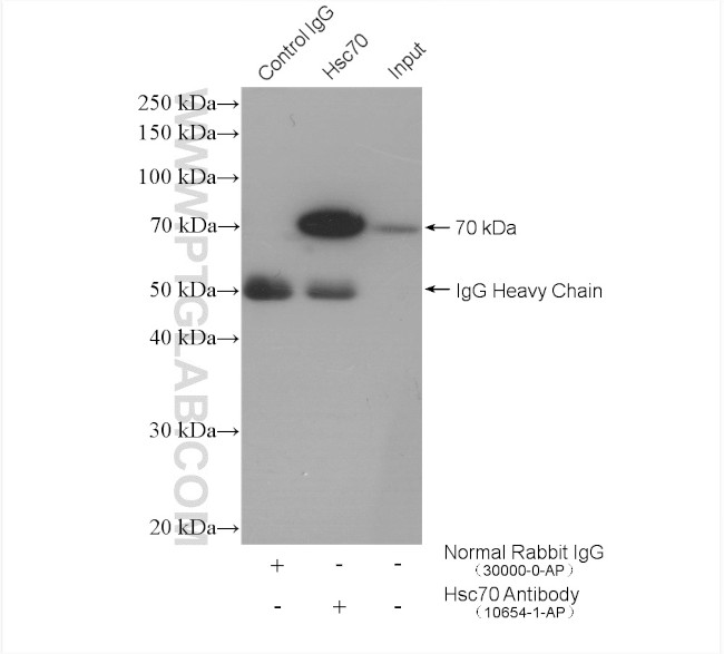 Hsc70 Antibody in Immunoprecipitation (IP)