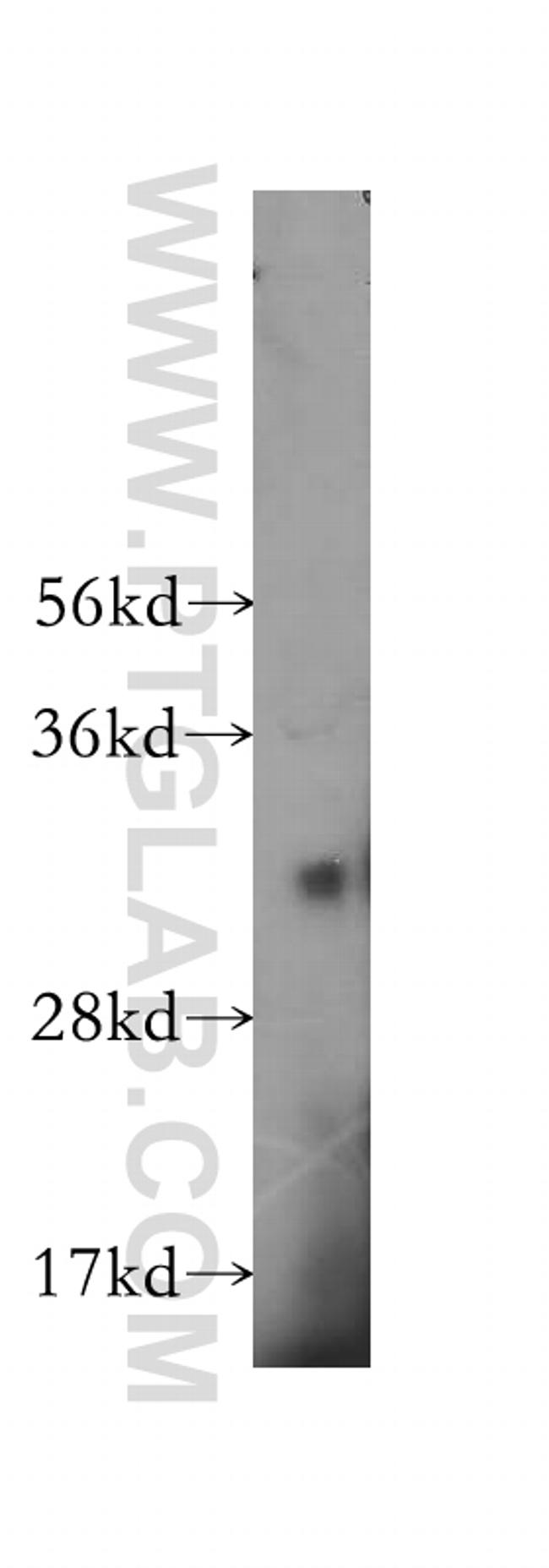 TNFSF13 Antibody in Western Blot (WB)