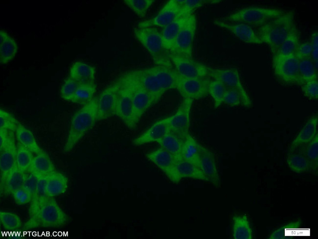 NUDC Antibody in Immunocytochemistry (ICC/IF)