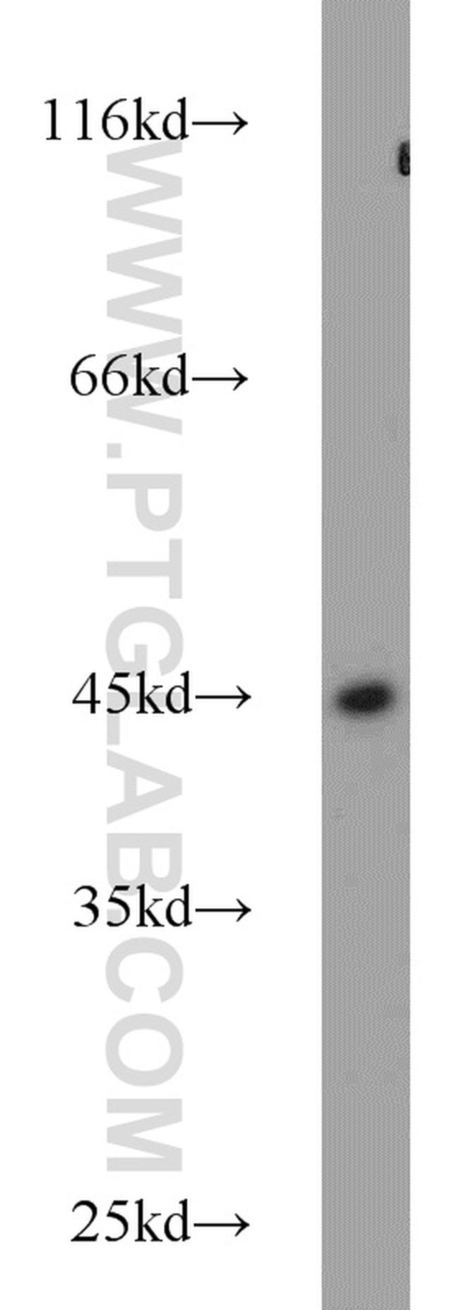 NUDC Antibody in Western Blot (WB)