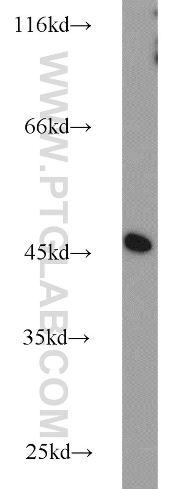 NUDC Antibody in Western Blot (WB)