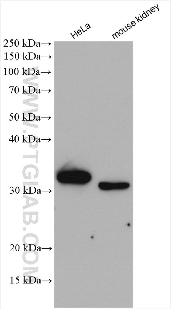 TPMT Antibody in Western Blot (WB)