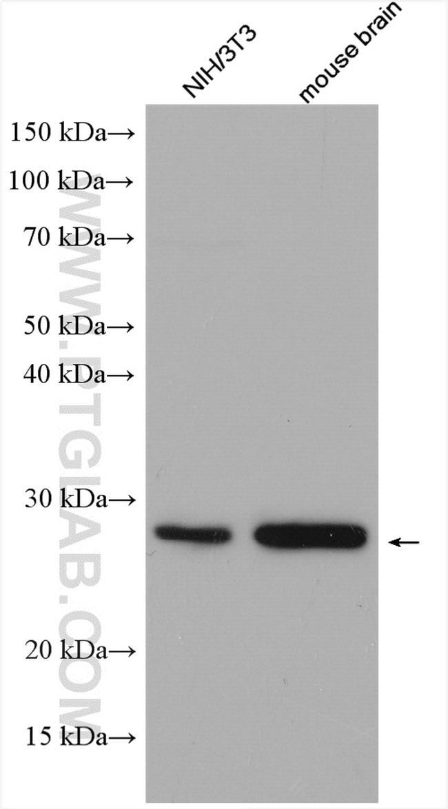 RERG Antibody in Western Blot (WB)