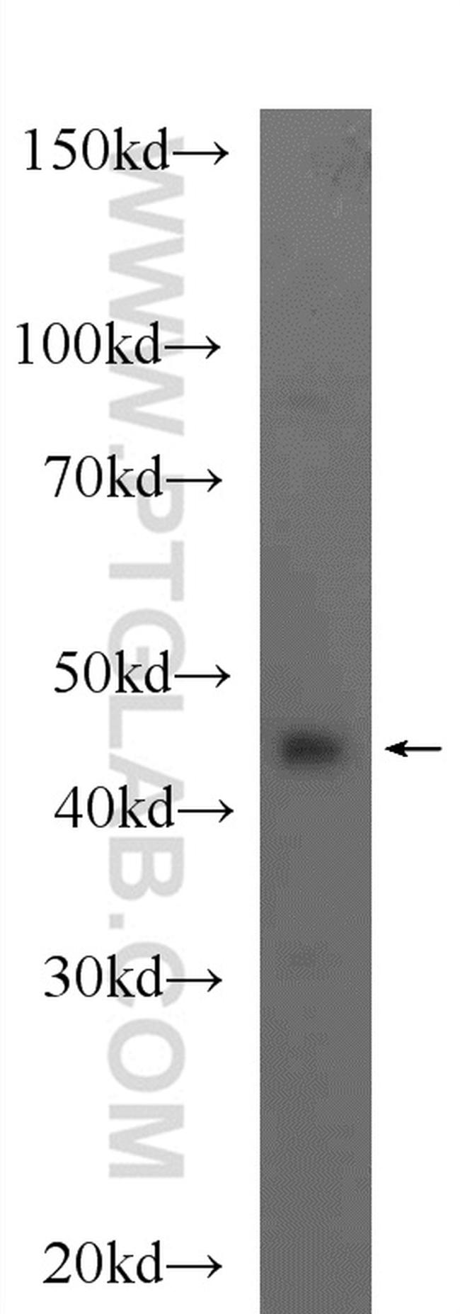 NELFE Antibody in Western Blot (WB)