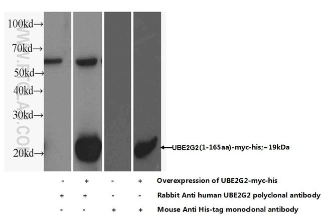 UBE2G2 Antibody in Western Blot (WB)