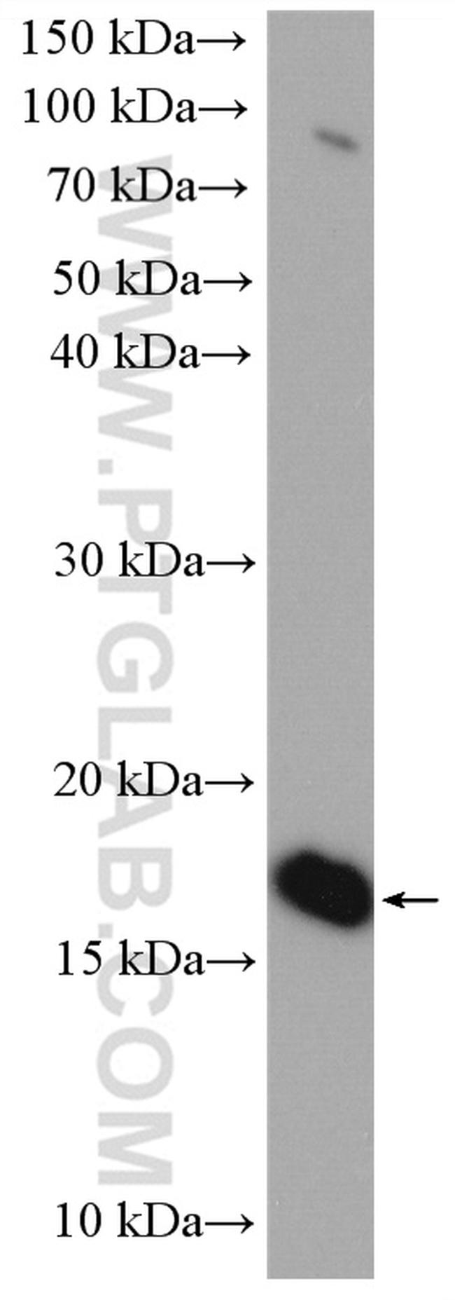 UBE2G2 Antibody in Western Blot (WB)