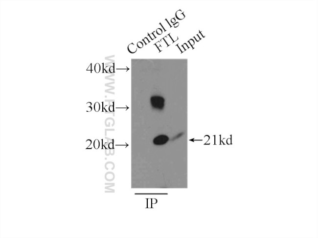 Ferritin light chain Antibody in Immunoprecipitation (IP)