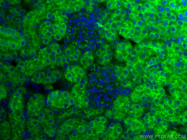 MGP Antibody in Immunohistochemistry (PFA fixed) (IHC (PFA))