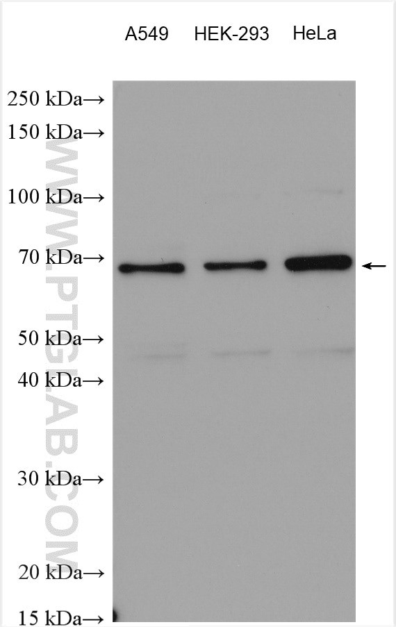 GRASP65/GORASP1 Antibody in Western Blot (WB)