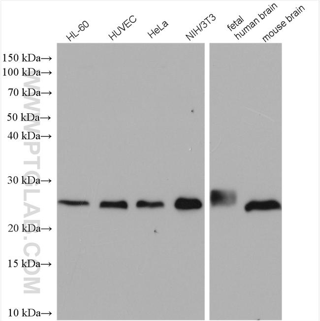 RHOA Antibody in Western Blot (WB)